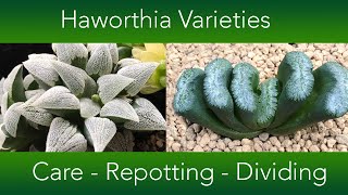 Haworthia Collection  Repotting Dividing and Care [upl. by Sherborn]