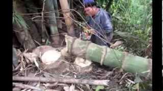 Giant Bamboo Biggest in Thailand 1 [upl. by Menis]