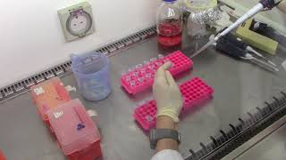 Cytotoxicity Assays Making serial dilutions of chemicals to be tested [upl. by Orfield718]