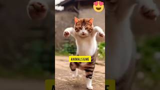 Plz Subscribe 😻💕❤Cute kitten cat lovecats cats catvideos kittens catshorts [upl. by Brynna]