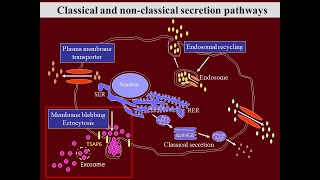 Vesicular Transport amp Secretory Pathways [upl. by Ikkin]