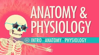 Introduction to Anatomy amp Physiology Crash Course Anatomy amp Physiology 1 [upl. by Nocaed635]