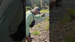 Sunday Fishing on The American River shorts [upl. by Juan]