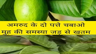 अमरूद के दो पत्ते चबाने से मुह की सभी बिमारियाँ ठीकguava leaves benefitesguava leaves [upl. by Mord991]