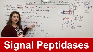 Signal Peptidases [upl. by Standice932]