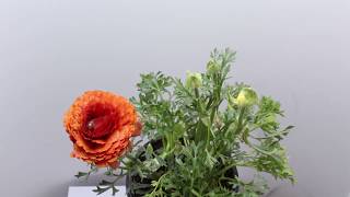 Ranunculus Time Lapse [upl. by Dianne]