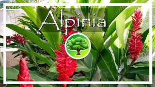 💚 Como fazer mudas de alpinia purpurata [upl. by Ainit]