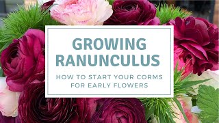 How To PreSprout Ranunculus Corms  Grow Ranunculus For Early Flowers [upl. by Auhoj995]