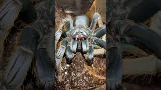 Vietnam silver tarantula Ornithoctoninae spVietnam Silver foot care [upl. by Broddie]