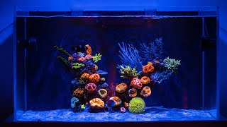 REEF TANK TOURS  quotMinimalistic Reefquot  AQUASCAPING REEF AQUARIUMS  Nyos Opus 300  LPS dominated [upl. by Mayor399]