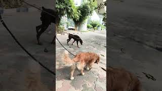 2 dogs  Kolkata sector 5 [upl. by Naened]