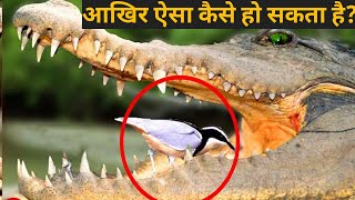 मगरमच्छ के मुंह में पक्षी फिर भी उसे क्यों नहीं खाता हैं Crocodile and the Egyptian Plover Bird [upl. by Dnarud]