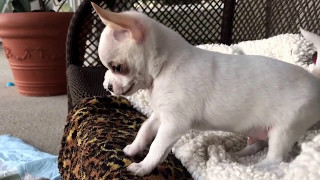 Chihuahua puppy sees others playing with his toys youll never believe what happens next [upl. by Nwad71]