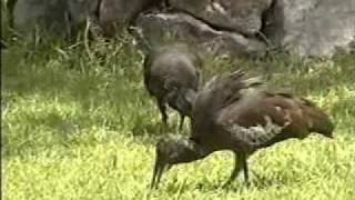 WATTLED IBIS Addis Ababa [upl. by Prestige374]