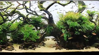 The Art of Aquascaping Creating Your Underwater Masterpiece DIY Aquascape setup 9 [upl. by Diarmuid497]