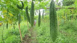 Ampalaya Gardening Quick Tour [upl. by Elbring785]