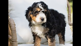 Mini Bernedoodle Puppies for Sale [upl. by Knarf]