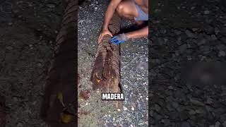 No abras la madera que está en el camino😮jahura9990 shortsvideo [upl. by Novehs]