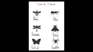 الحشرات بالعربية  Le vocabulaire des insectes en arabe  Insects Vocabulary in arabic [upl. by Nial465]