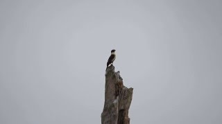 Laughing Falcon call [upl. by Burt780]