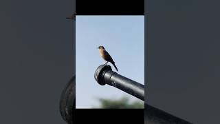 iPhone 15 pro max camera like a DSLR camera [upl. by Sedrul]