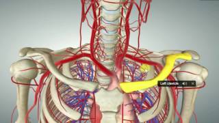 SISTEMA ARTERIAL [upl. by Fadas]