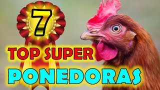 Las 7 Razas de Gallinas MAS PONEDORAS Del Mundo Actualmente ¡ ¡ ¡ ¡ 💖👍 la gallina ponedora para ti [upl. by Rudwik481]