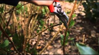 How to prune for beginners  Grow at Home  Royal Horticultural Society [upl. by Enyalaj]