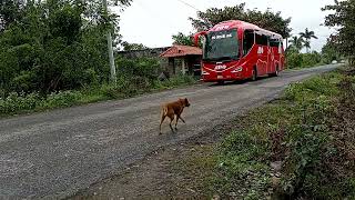 Volvo Irizar i8 ADO [upl. by Grory]