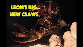 Leons Big New Claws [upl. by Aserat]