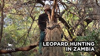 Leopard Hunting in Zambia  John X Safaris [upl. by Samul295]