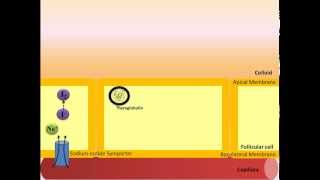 Thyroid Hormone Synthesis [upl. by Dira]