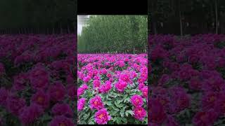 Moutan peony flower garden shortvideo  chinese peony gardening  flowersamazing [upl. by Askwith339]