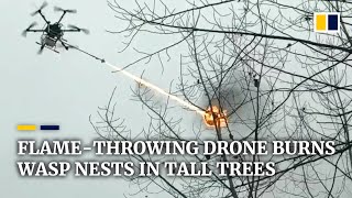 Flamethrowing drone burns wasp nests in tall trees in China [upl. by Grant709]