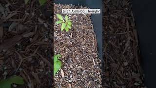 IS THIS REALLY CALLALOO gardening labeling plants mysterygrow callaloo [upl. by Audly]