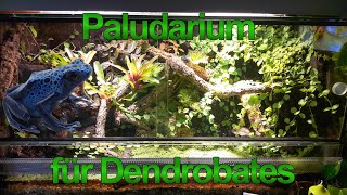 Paludarium Dendrobates Azureus Blauer Pfeilgiftfrosch amp Jungferngeckos [upl. by Veron88]