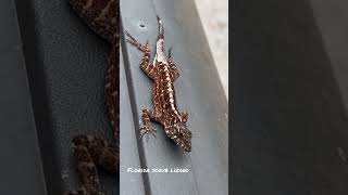 Florida scrub lizard 🦎 [upl. by Gunthar176]