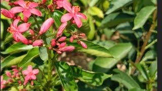 Jatropha integerrima Flowering Shrub Varieties Series [upl. by Tryck520]