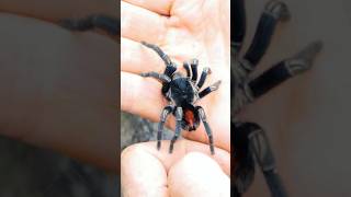 Handling a RARE Hapalotremus tarantula found living under a rock in the Andes Mountains [upl. by Sral]