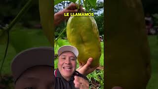 Ya conocías la badea trabajodecampo frutas campo [upl. by Derraj]