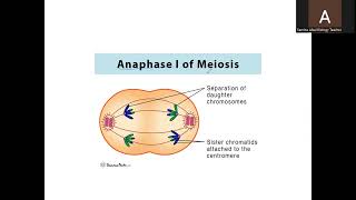 A Level Biology 9700 Topic Meiosis [upl. by Timothee]