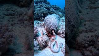 Sea Cucumber Makes A Dookie Castle [upl. by Marcie320]