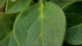 Frankliniella occidentalis on Petunia Trichome [upl. by Eimmak]