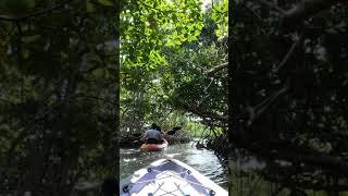 Kayak tour through Mangrove tunnels at Islamorada Florida 🚣🏽 [upl. by Abih]