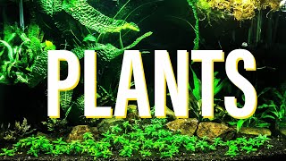 Benefits of Aquarium Plants [upl. by Shiri]