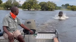 Hyperaggressive Hippo makes tourists boating trip memorable with his scary stalker antics [upl. by Meehyrb]