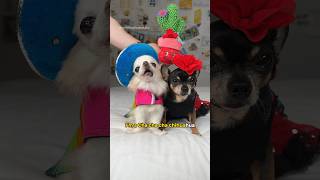 We are cha cha cha chihuahuas dogshorts chihuahua pets funnydog [upl. by Aicirtel]