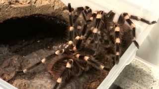 Acanthoscurria geniculata Paarung mating [upl. by Laetitia]