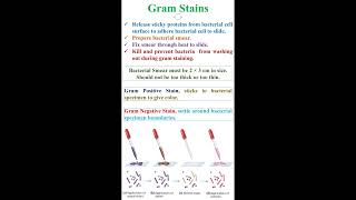 Gram Stains in Bacteria geneticteacher [upl. by Aneehc]