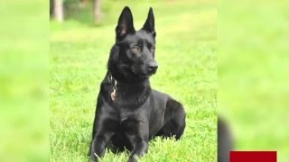 K9 officer saves ambushed partner [upl. by Vetter]